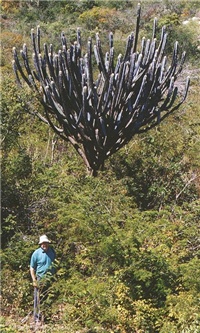 cf66d9dd-Pilosocereus pachycladus2.jpg